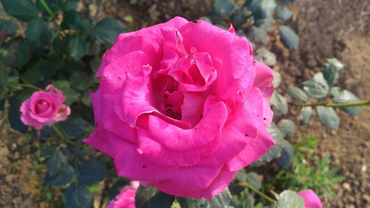 pinky pink