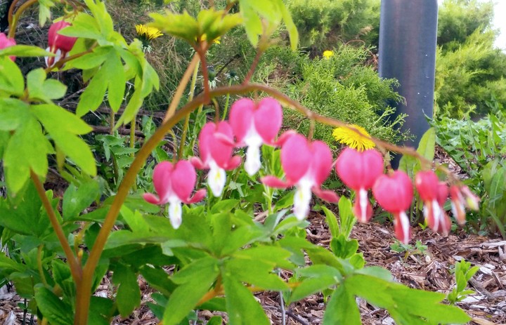 Bleeding Hearts