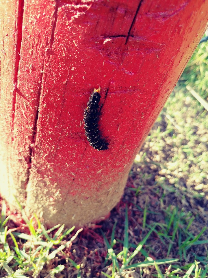 went for a stroll and found this little guy