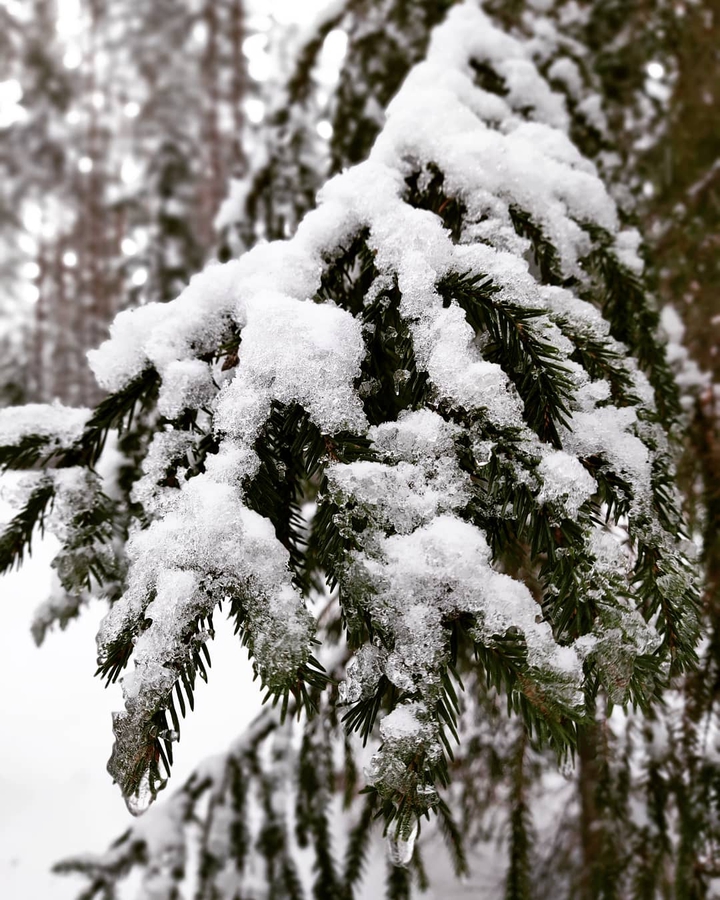 pine
