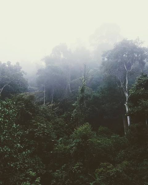 misty morning in the jungle