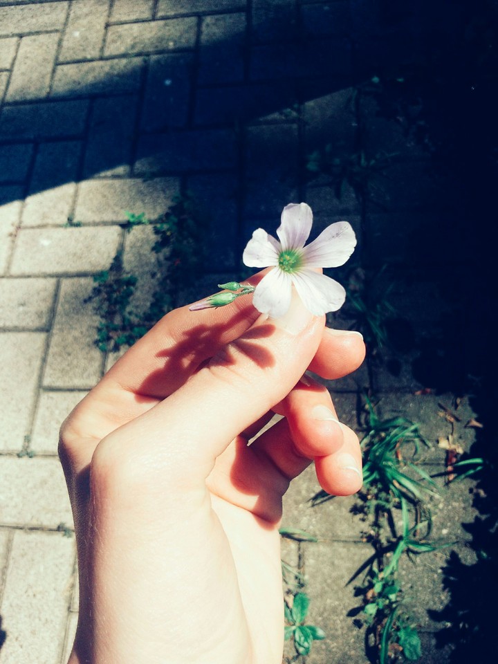 The little flower