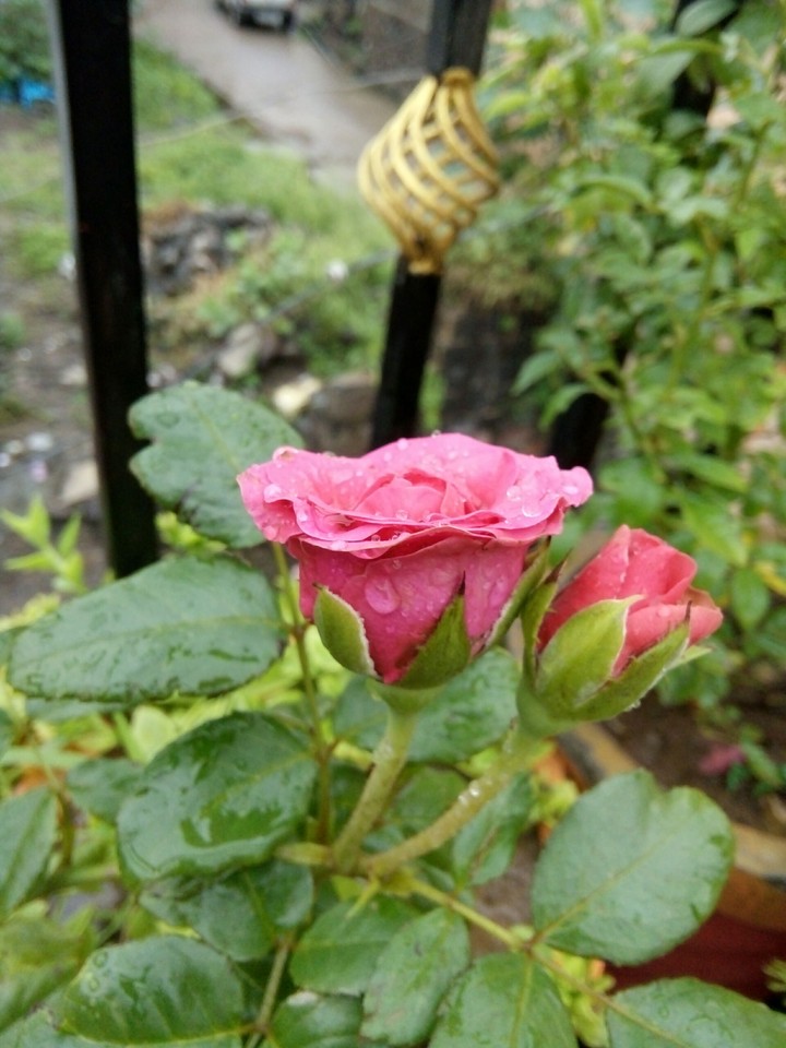 pinkishh..