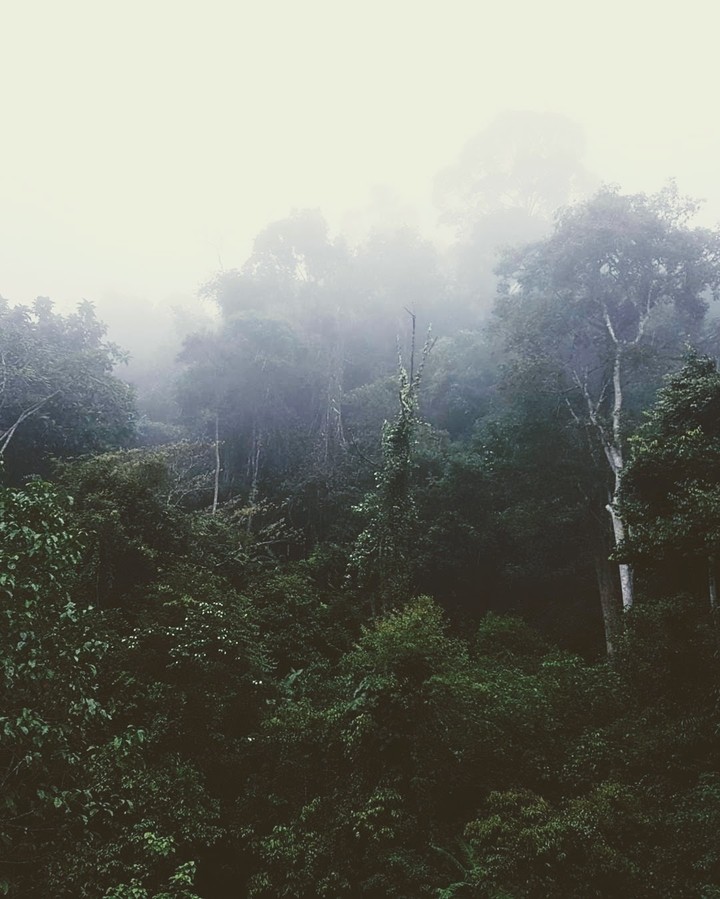 misty morning in the jungle