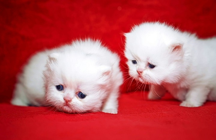 tooooo cute