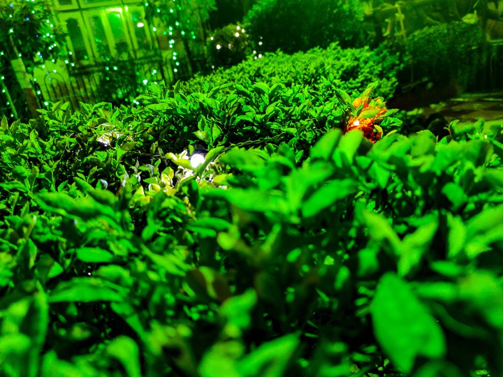plants