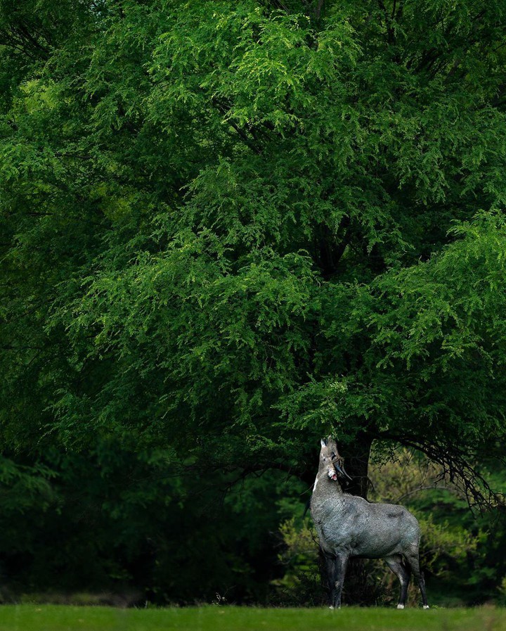 wildlife