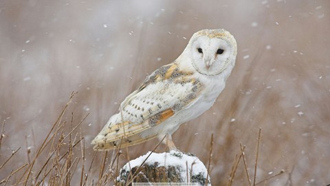 Сова| owl