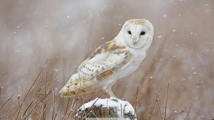 Сова| owl
