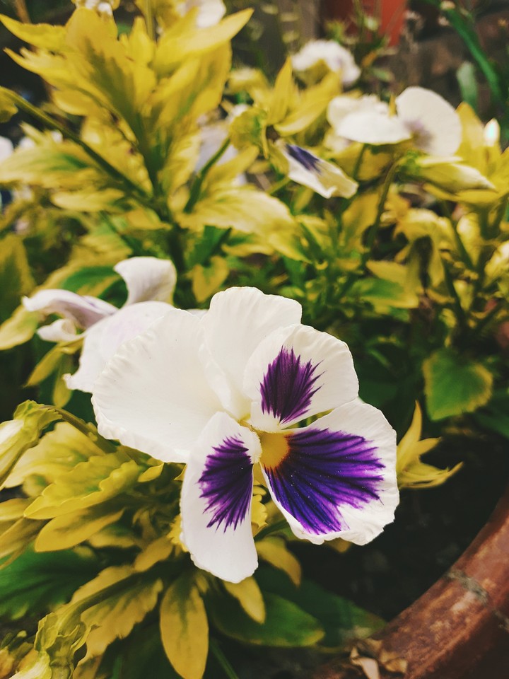 Flower