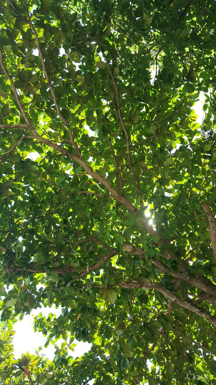 Umbrella Tree