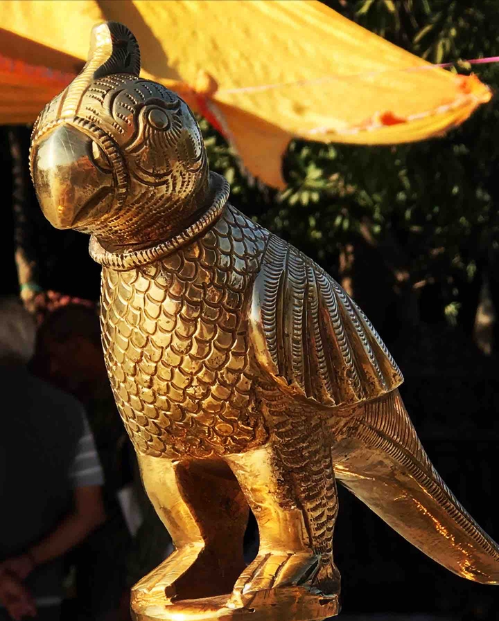 The golden parrot