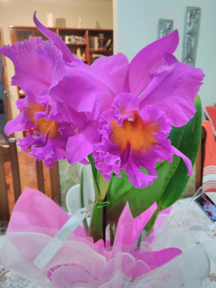 orquídea