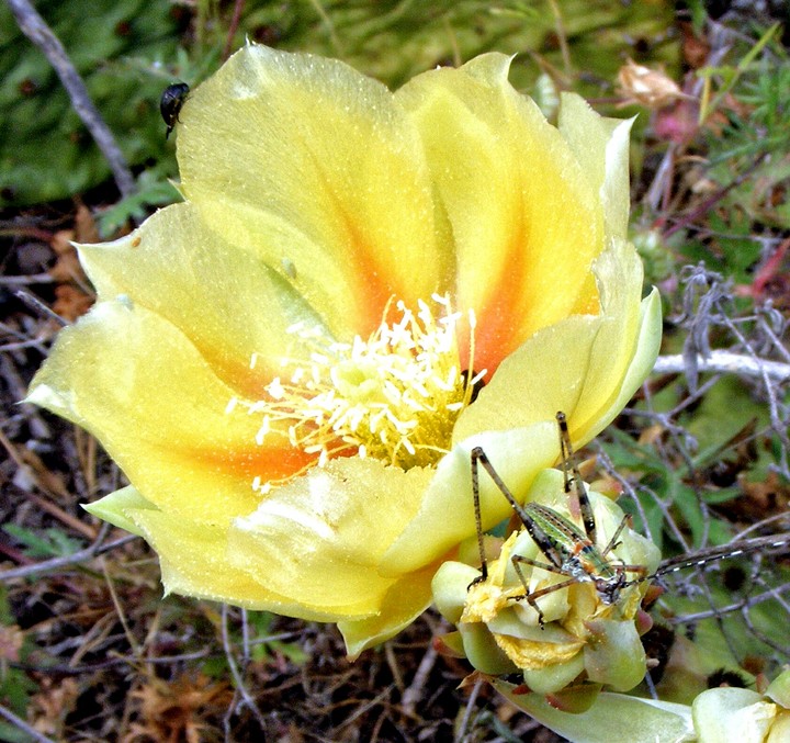 katydid on a cactus