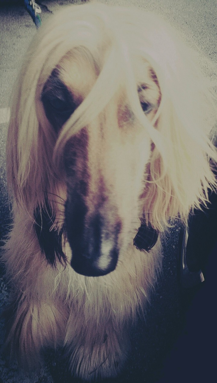 beauty , AfghanHound