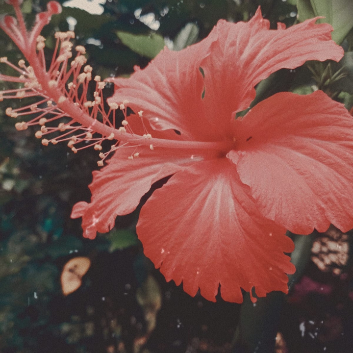 hibiscus