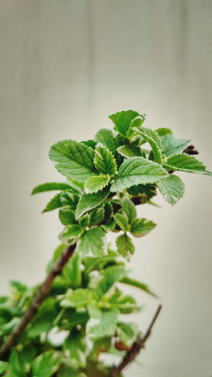 basil plant