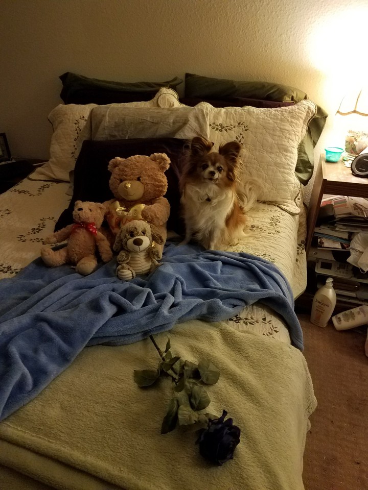Can you find Harley...she was hiding on me