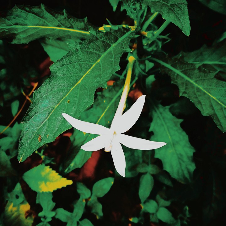 White flower