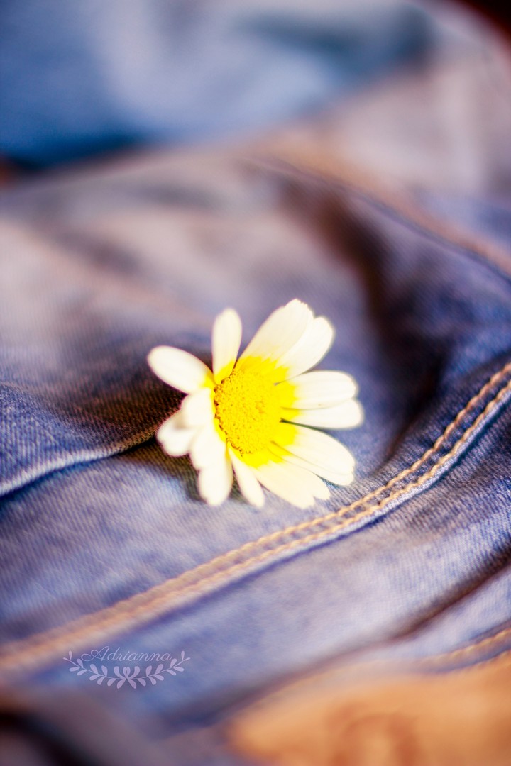 Daisy~
