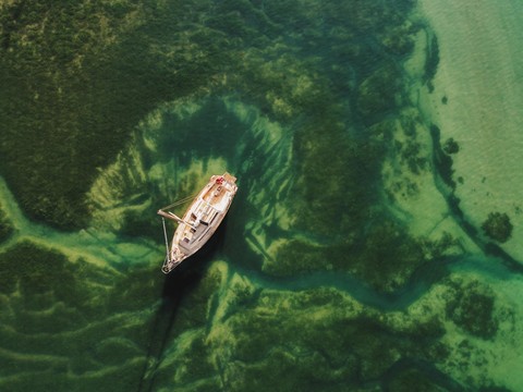 tapety boat, organism