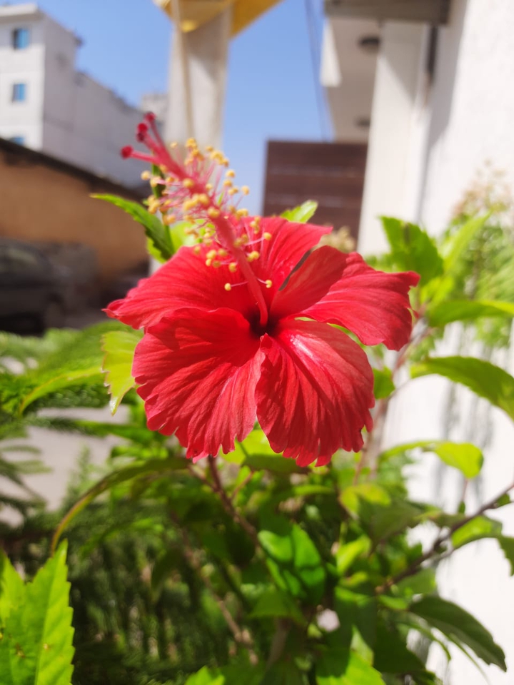 flower at my door steps