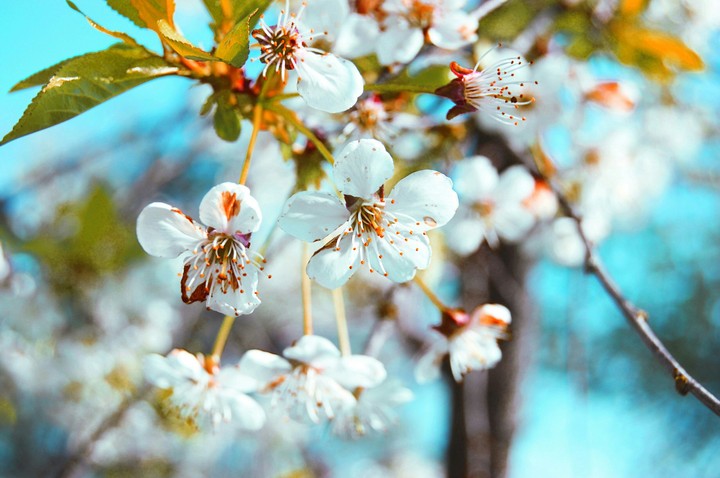 spring весна