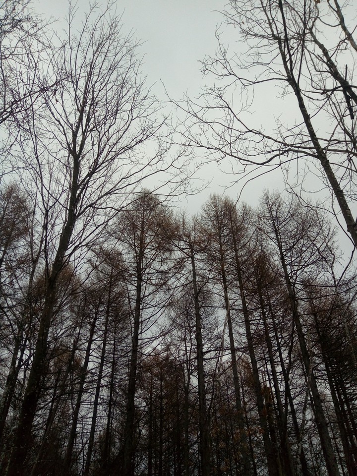 trees