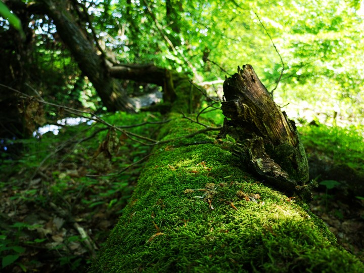 green moos