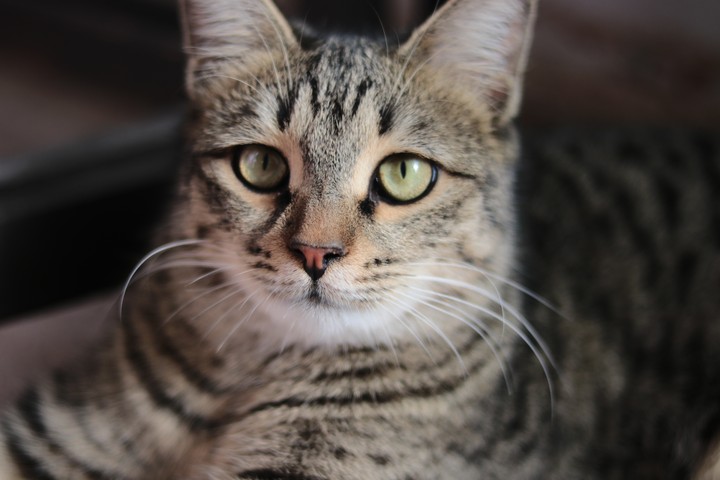 velvet cat