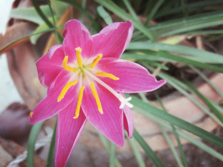 pink flower