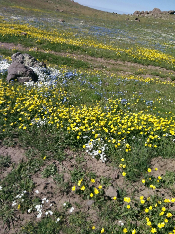 همجواری