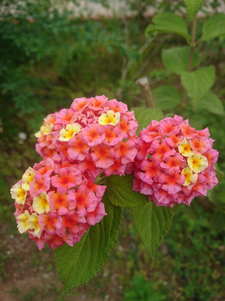 Pink yellow flowers, Turkey
