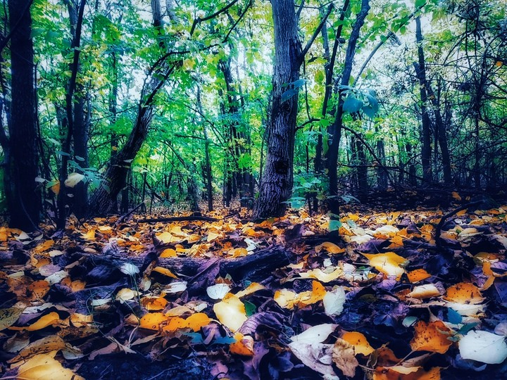 Forest in autumn