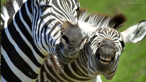 why are you laughing ?
