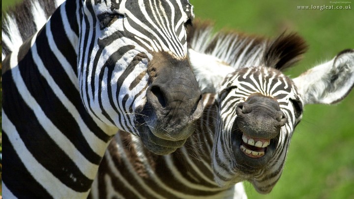 why are you laughing ?