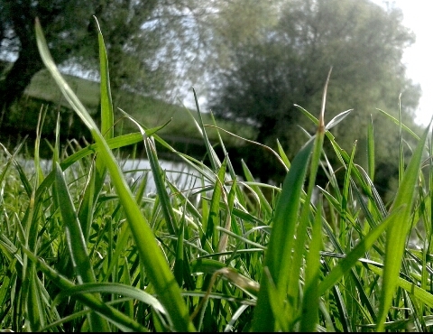 GRASS