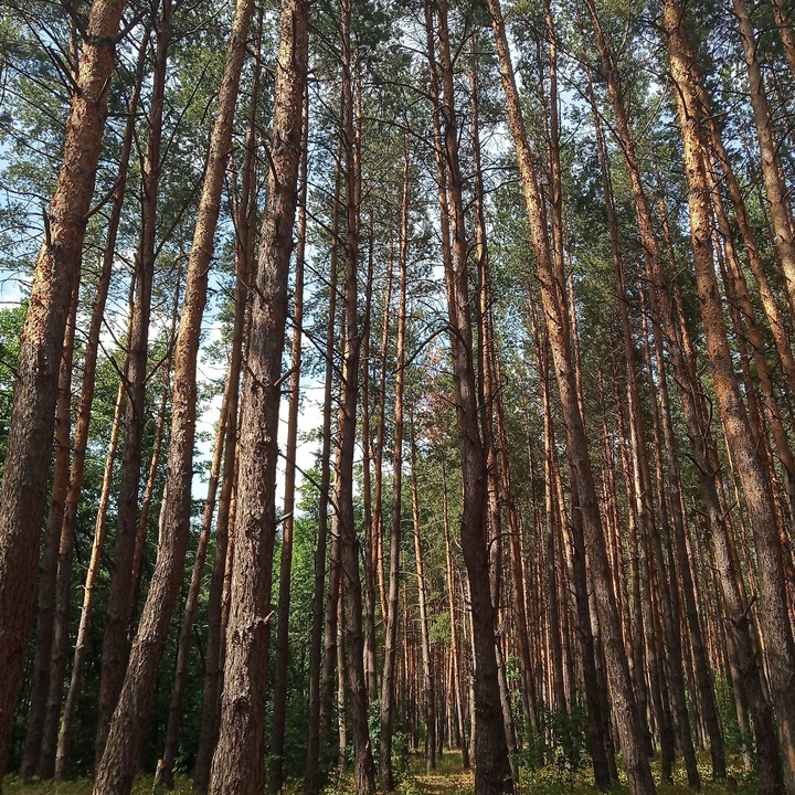Calm forest