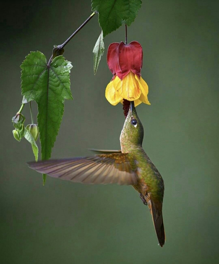 Hummingbird الطائر الطنان
