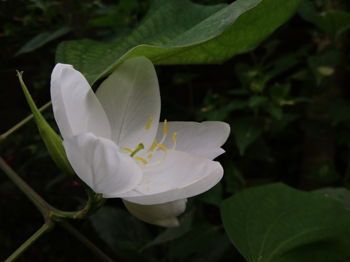 nature