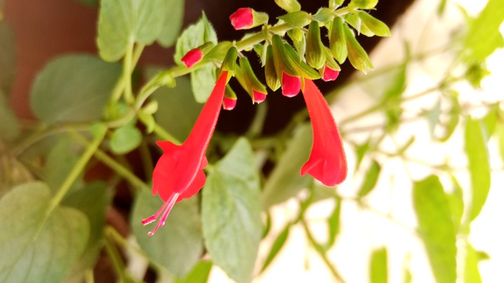 Red Beauty