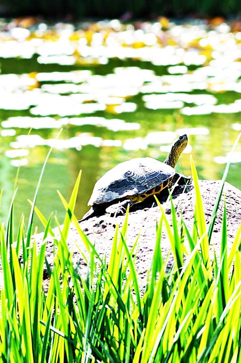 tapety reptile, wetland