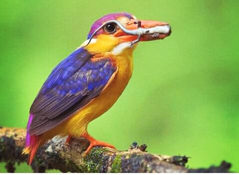 Amazing Lizard Bird