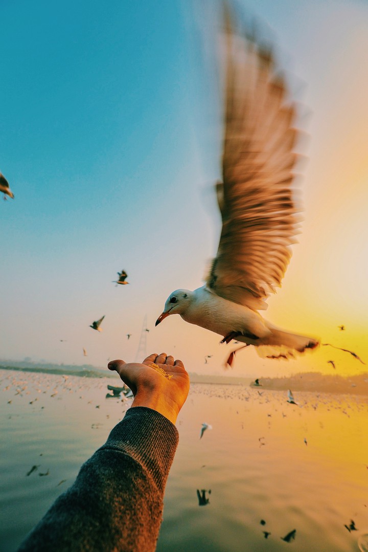 Hungry Bird