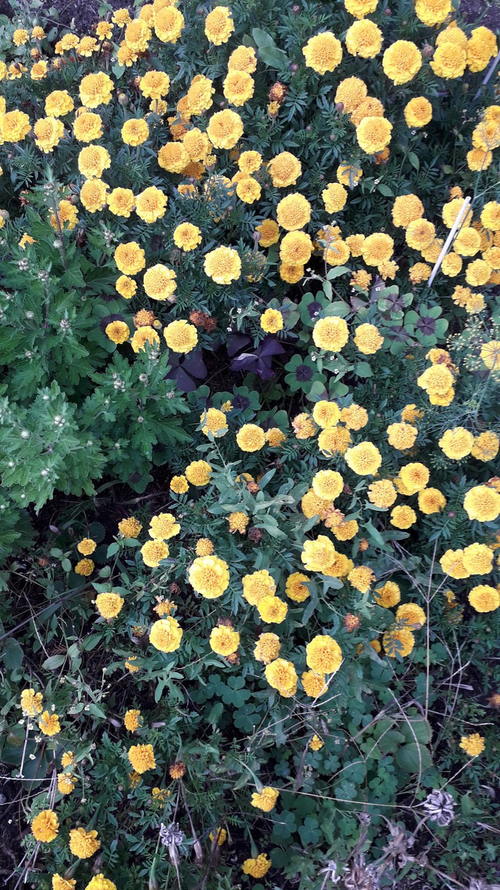 Blumen