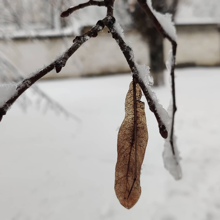 snow