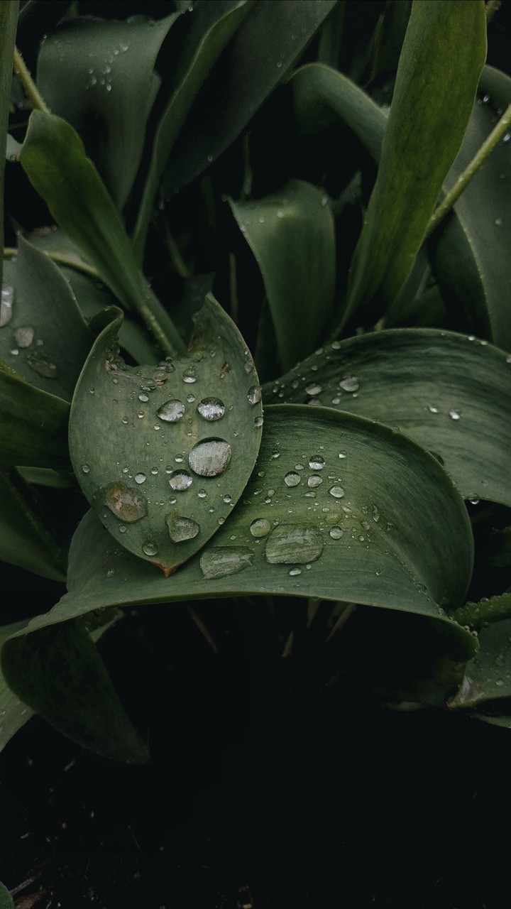 rain