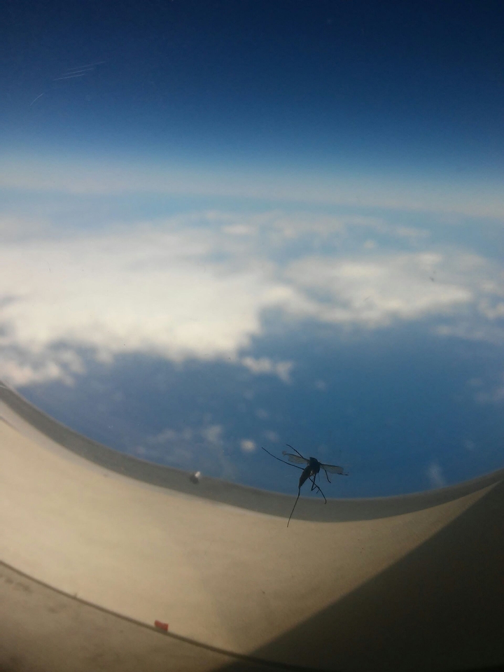 Flying mosquito