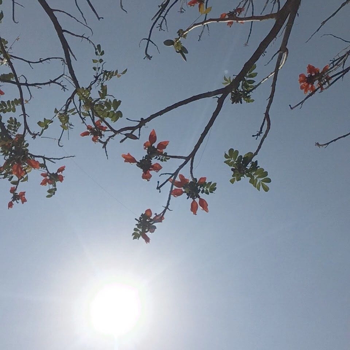 budding towards sun