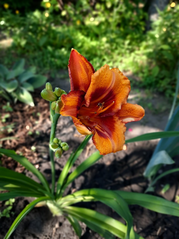 flowers